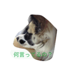 使える！チップの成長記録⑵（個別スタンプ：5）