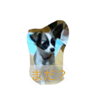使える！チップの成長記録⑶（個別スタンプ：2）