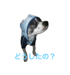 使える！チップの成長記録⑶（個別スタンプ：3）