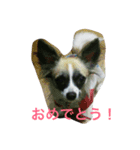 使える！チップの成長記録⑶（個別スタンプ：6）
