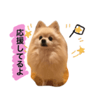 ぽめ気持ちを伝えるみくも 新（個別スタンプ：4）