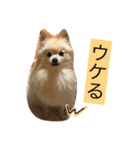 ぽめ気持ちを伝えるみくも 新（個別スタンプ：8）