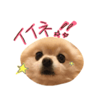 ぽめ気持ちを伝えるみくも 新（個別スタンプ：9）