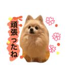 ぽめ気持ちを伝えるみくも 新（個別スタンプ：11）