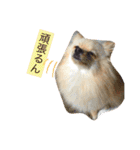 ぽめ気持ちを伝えるみくも 新（個別スタンプ：16）