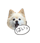 ぽめ気持ちを伝えるみくも 新（個別スタンプ：17）