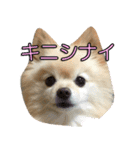 ぽめ気持ちを伝えるみくも 新（個別スタンプ：19）