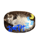 my cat love roki＆arisu（個別スタンプ：1）