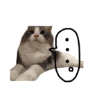 my cat love roki＆arisu（個別スタンプ：3）