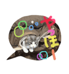 my cat love roki＆arisu（個別スタンプ：11）