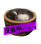 my cat love roki＆arisu（個別スタンプ：13）