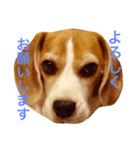 ビーグル犬のビー  スタンプ（個別スタンプ：1）