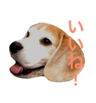 ビーグル犬のビー  スタンプ（個別スタンプ：2）