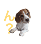 ビーグル犬のビー  スタンプ（個別スタンプ：3）