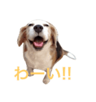 ビーグル犬のビー  スタンプ（個別スタンプ：4）
