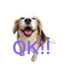 ビーグル犬のビー  スタンプ（個別スタンプ：5）