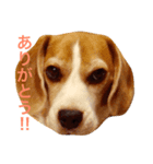 ビーグル犬のビー  スタンプ（個別スタンプ：6）