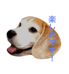 ビーグル犬のビー  スタンプ（個別スタンプ：7）
