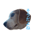 ビーグル犬のビー  スタンプ（個別スタンプ：8）