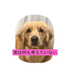 ソフィさん（個別スタンプ：4）