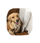 ソフィさん（個別スタンプ：8）