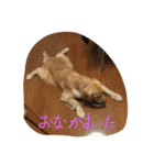ソフィさん（個別スタンプ：11）