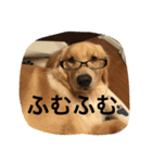 ソフィさん（個別スタンプ：13）