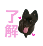 黒ポメ THICO（個別スタンプ：3）