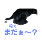 黒ポメ THICO（個別スタンプ：5）