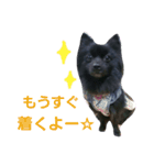 黒ポメ THICO（個別スタンプ：8）