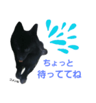 黒ポメ THICO（個別スタンプ：9）