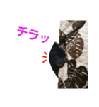 黒ポメ THICO（個別スタンプ：10）