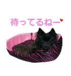 黒ポメ THICO（個別スタンプ：11）