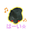 黒ポメ THICO（個別スタンプ：19）