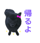 黒ポメ THICO（個別スタンプ：20）