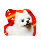 mila dog（個別スタンプ：1）