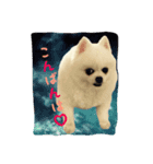mila dog（個別スタンプ：2）