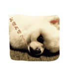 mila dog（個別スタンプ：3）