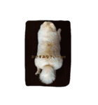 mila dog（個別スタンプ：4）