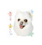 mila dog（個別スタンプ：5）