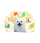 mila dog（個別スタンプ：7）
