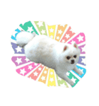 mila dog（個別スタンプ：8）