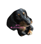 ミニチュアダックス❤︎愛犬（個別スタンプ：2）