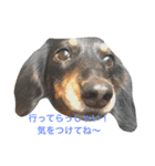 ミニチュアダックス❤︎愛犬（個別スタンプ：4）