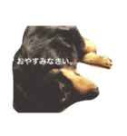 ミニチュアダックス❤︎愛犬（個別スタンプ：6）