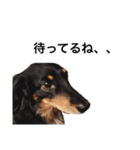 ミニチュアダックス❤︎愛犬（個別スタンプ：8）
