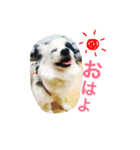 momo everyday（個別スタンプ：1）