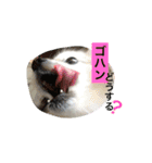 momo everyday（個別スタンプ：5）
