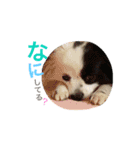momo everyday（個別スタンプ：10）