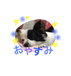 momo everyday（個別スタンプ：11）